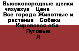 Высокопородные щенки чихуахуа › Цена ­ 25 000 - Все города Животные и растения » Собаки   . Кировская обл.,Луговые д.